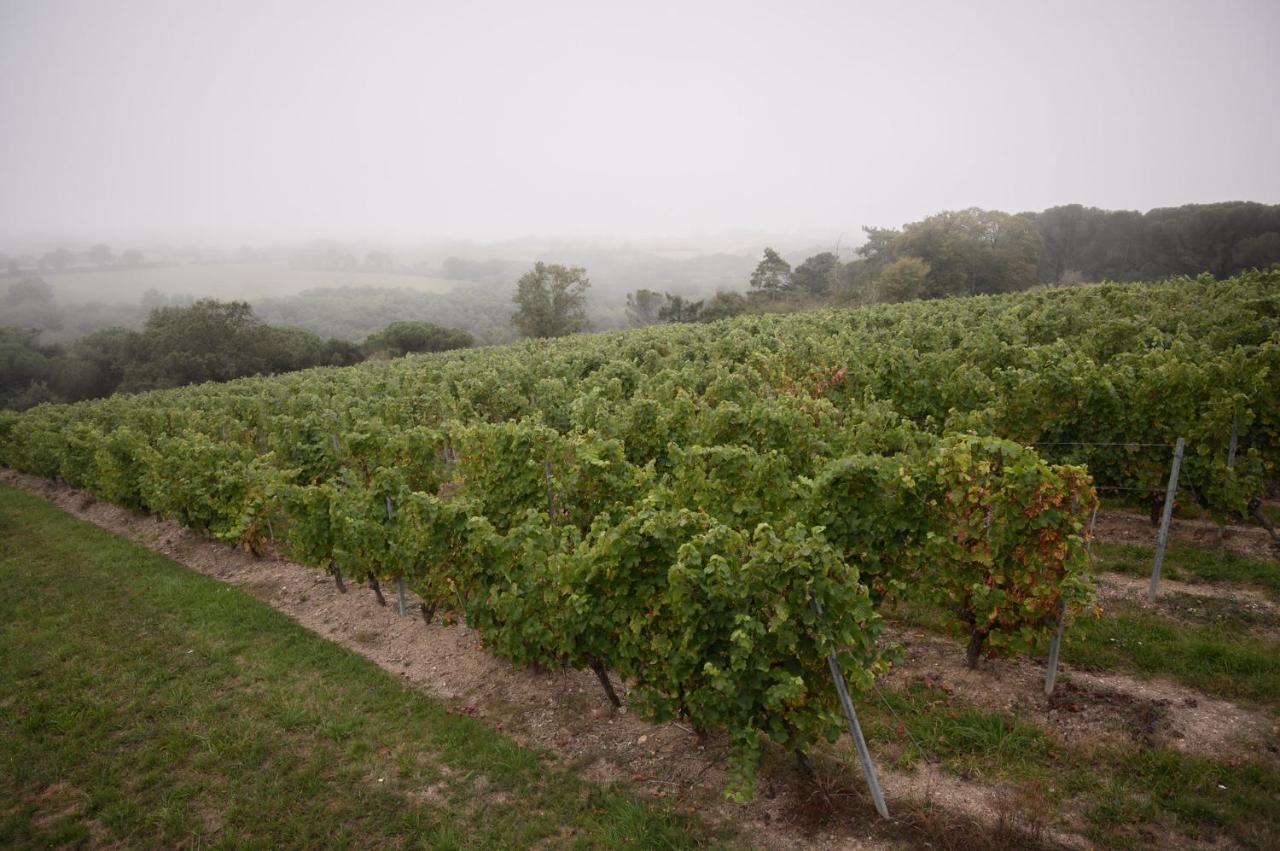 Bed and Breakfast Vignoble Chateau Piegue - Winery Rochefort-sur-Loire Exteriér fotografie