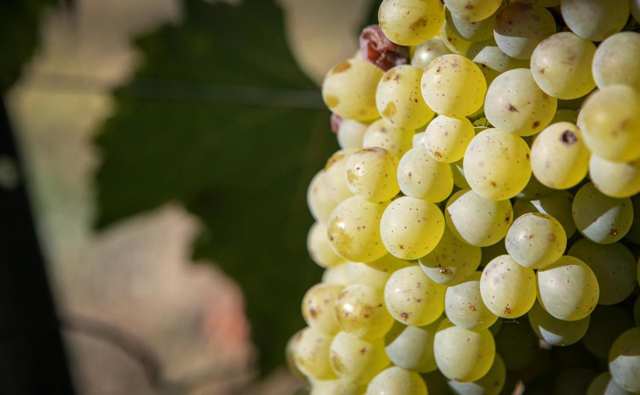 Bed and Breakfast Vignoble Chateau Piegue - Winery Rochefort-sur-Loire Exteriér fotografie