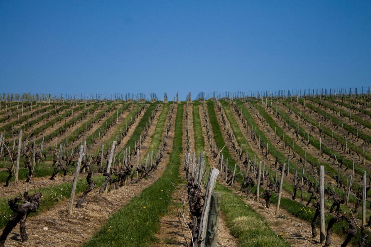 Bed and Breakfast Vignoble Chateau Piegue - Winery Rochefort-sur-Loire Exteriér fotografie